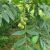 Hjertenød, Junglans ailanthifolia 'CW3'