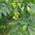 Hjertenød, Juglans ailanthifolia 'CW3' 
