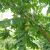 Hjertenød, Juglans ailanthifolia 'Imshu'