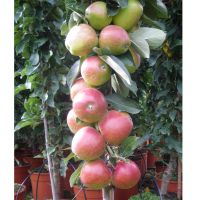 Søjle æbletræ - Frugter på søjletræ