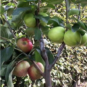 Æble Familie træ æble med 3 sorter