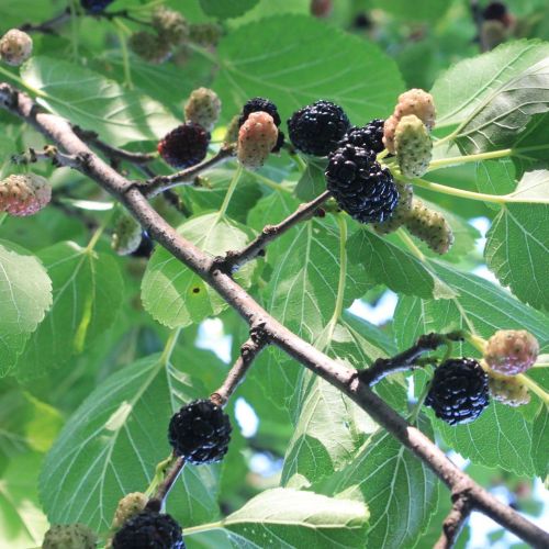 Sort Dværg-Morbær - Morus rotundifolia 'Mojo Berry'
