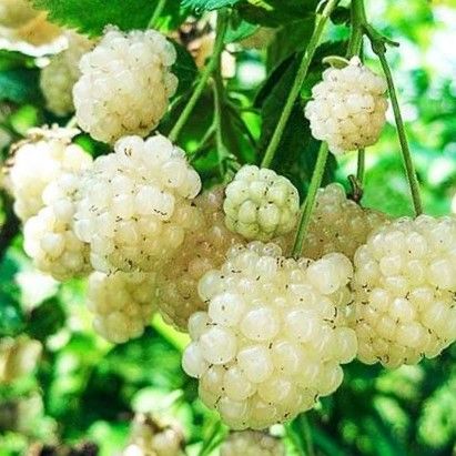 Polarberry - Hvid brombær - Polar Berry