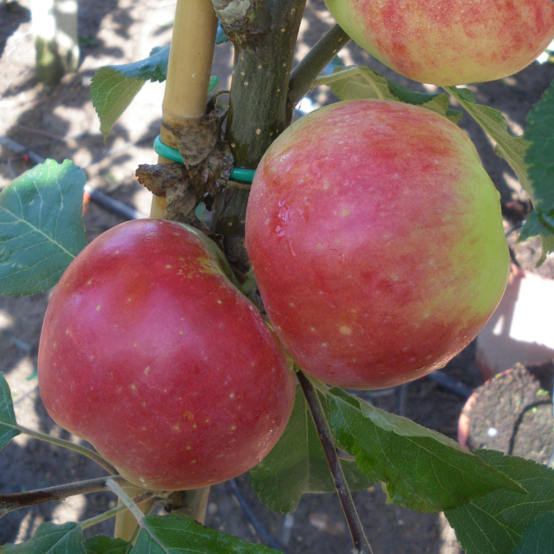 Dværgtræ æble Alice 5-8 grene
