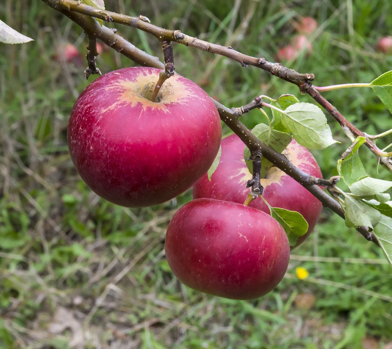 Kronprins Frederiks Taffelæble - Æbletræ 5-8 grene