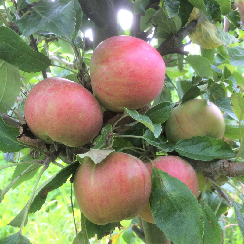 'Cox Orange' (Pippin) - Æbletræ, 3-4 grenet