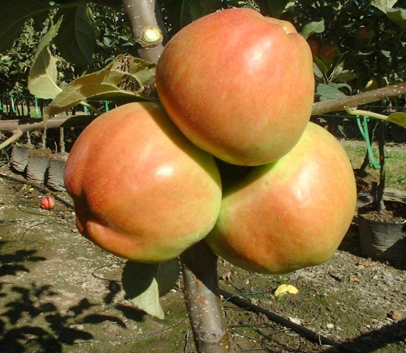 Prima - Æbletræ 5-8 grene