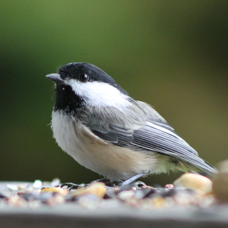 Fugle og insekt-blomsterblanding 30m2
