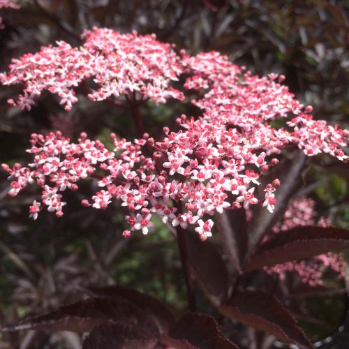 Rødbladet hyldebær 'Black Beauty' blomst