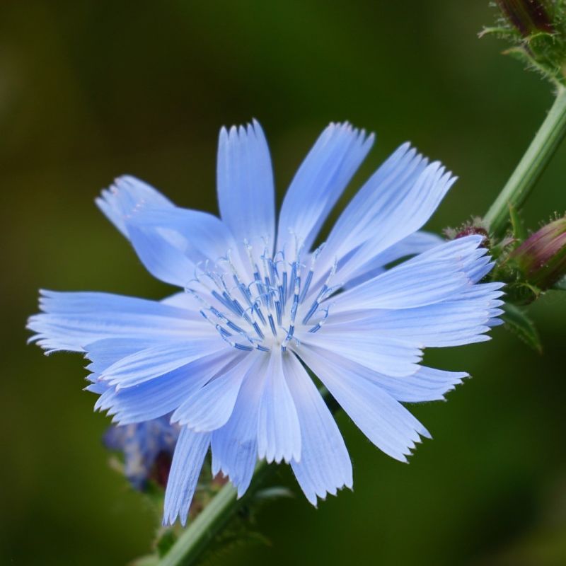 Cikorie 25 gram-16000 frø