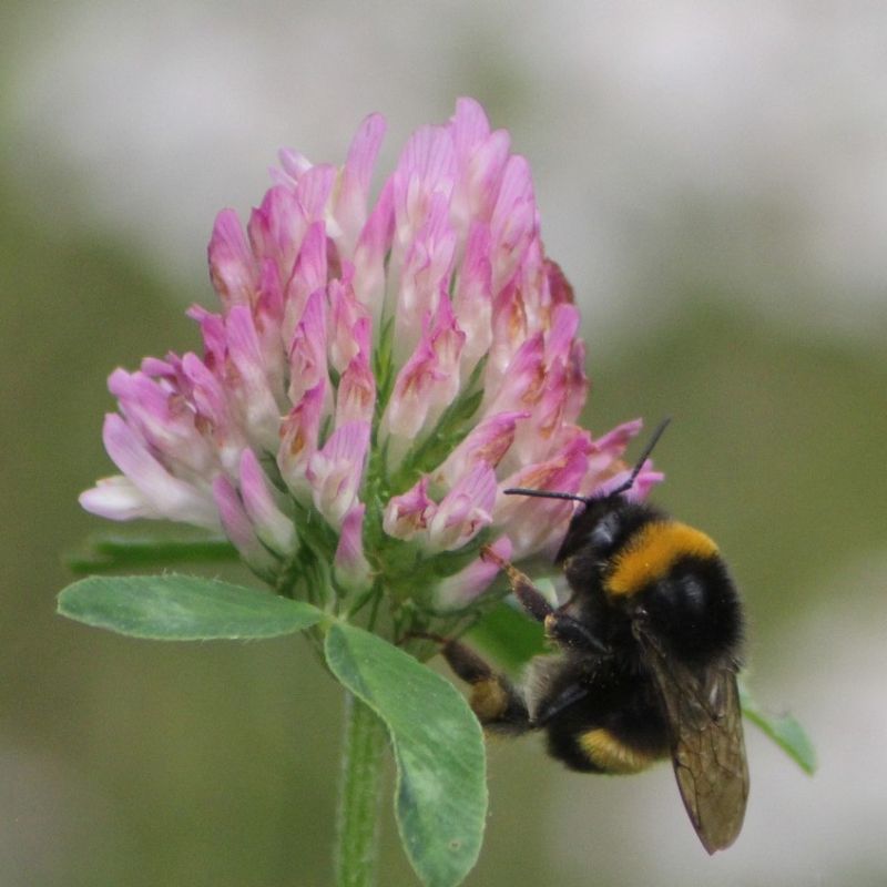 Humlebiens Kærlighed - Blomsterfrø 30m2