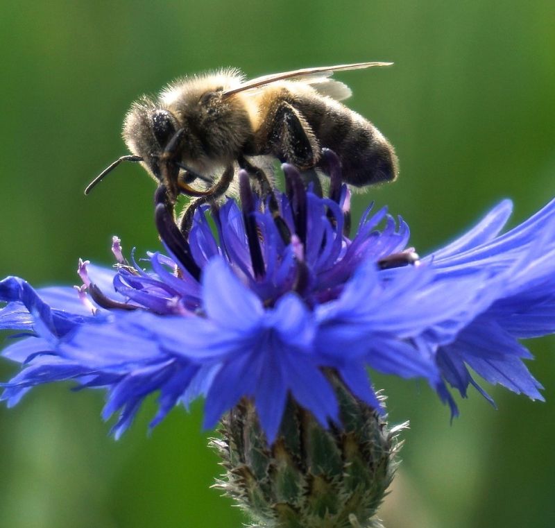 Insekt Paradis frø til 30 m2
