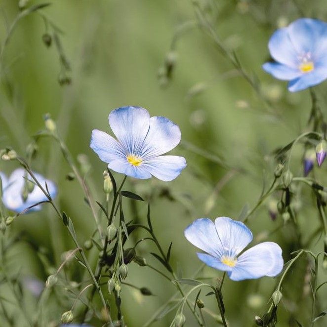 Almindelig Hør frø til 5 m2