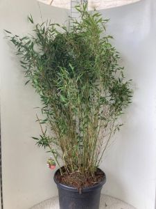 Bambus Dino 47 liter, stor plante til afskærmning fra dag et