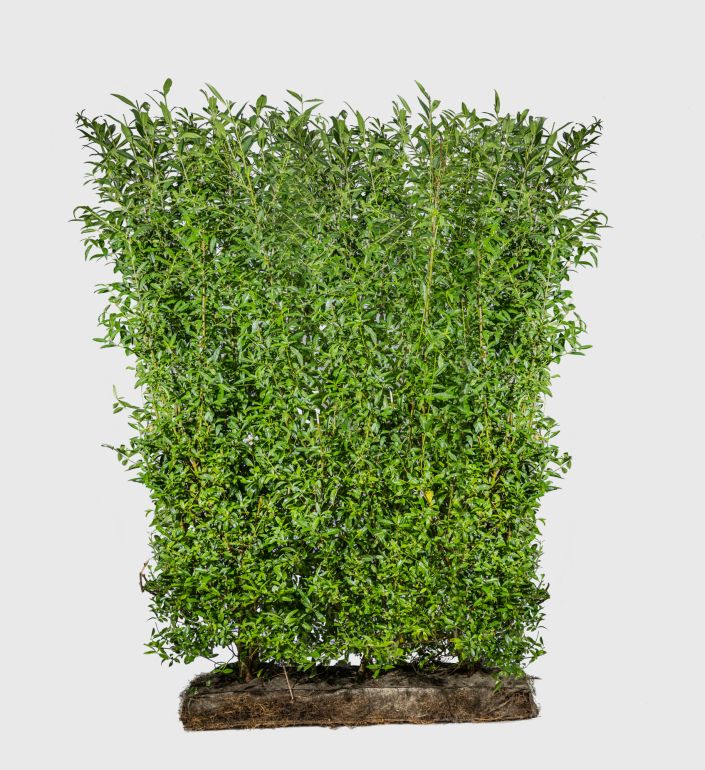 liguster kopen Ligustrum ovalifolium 'Aureum' haag kopen? Yarinde.nl main image 1