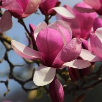 Magnolia - Magnolie