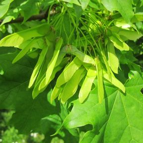 Ahorn kugleformet - Acer platonides 'Globosum' 