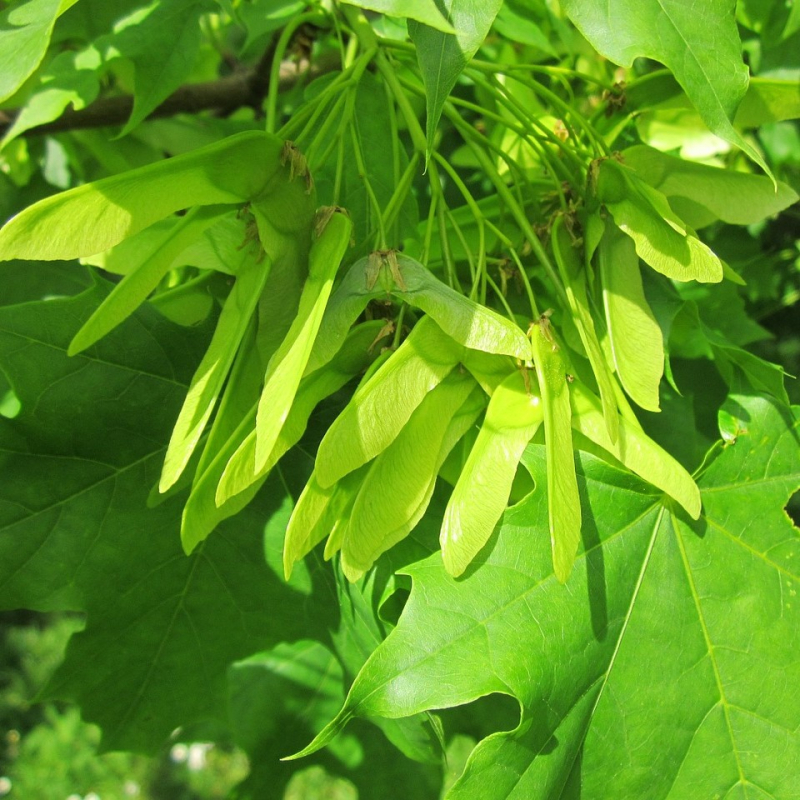 Ahorn kugleformet - Acer platonides ´Globosum´ 180 cm