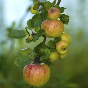 James Grieve - Æbletræ