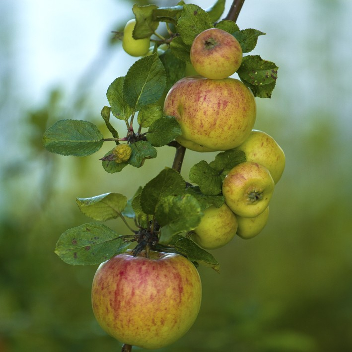 James Grieve - Æbletræ 3-4 grene