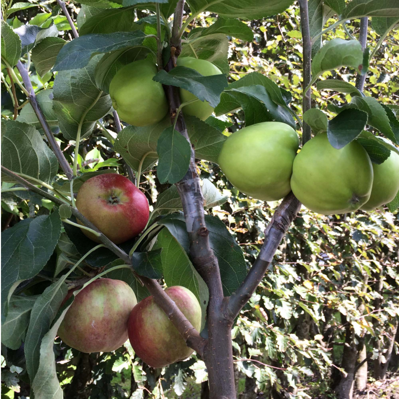 Billede af Æble Familie træ, Gul Gråsteen-Transparante Blanche-Signe Tillisch