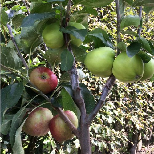 Æble Familie træ, Æbletræ med 3 sorter