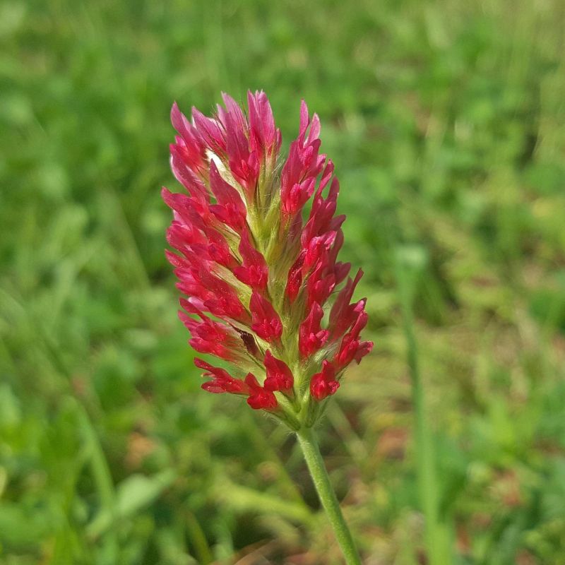 Blodkløver 1900 frø