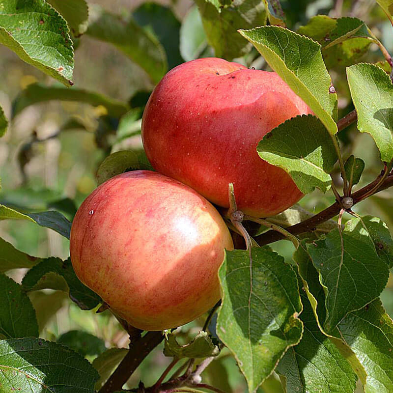 Astrakan Gyllenkrok Æbletræ på vildstamme 3-4 grene