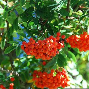 Almindelig Røn - Sorbus aucuparia 175-200 cm i 7,5 liters potte
