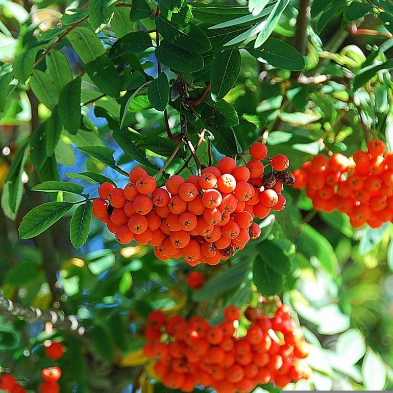 Almindelig Røn - Sorbus aucuparia 175-200 cm