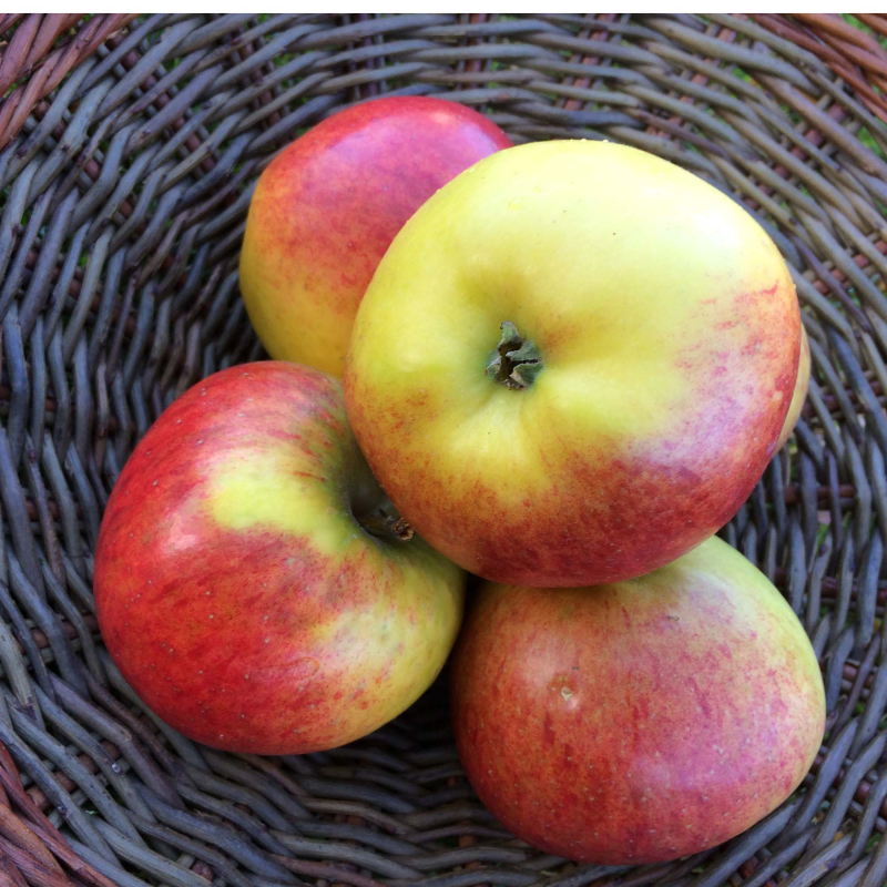 Dværgtræ Æble Rubinola - Æbletræ 5-8 grene