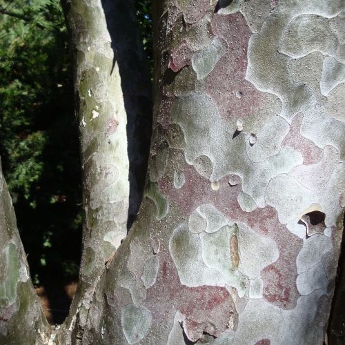 Platan - Platanus acerifolia bark