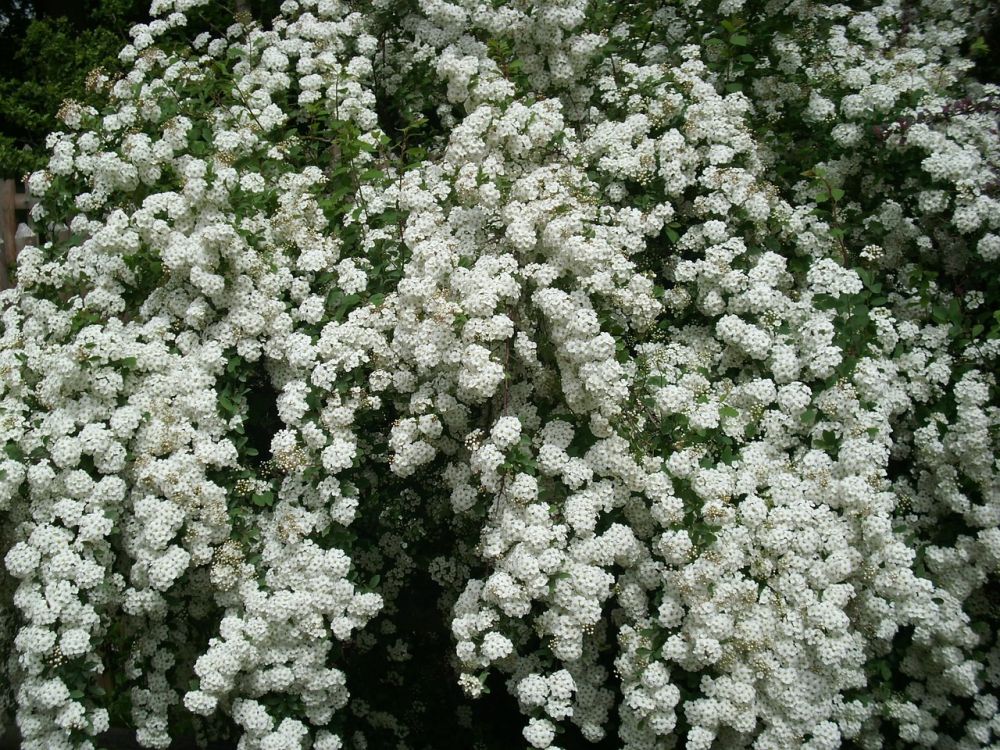 Hvid blomstret Hæk