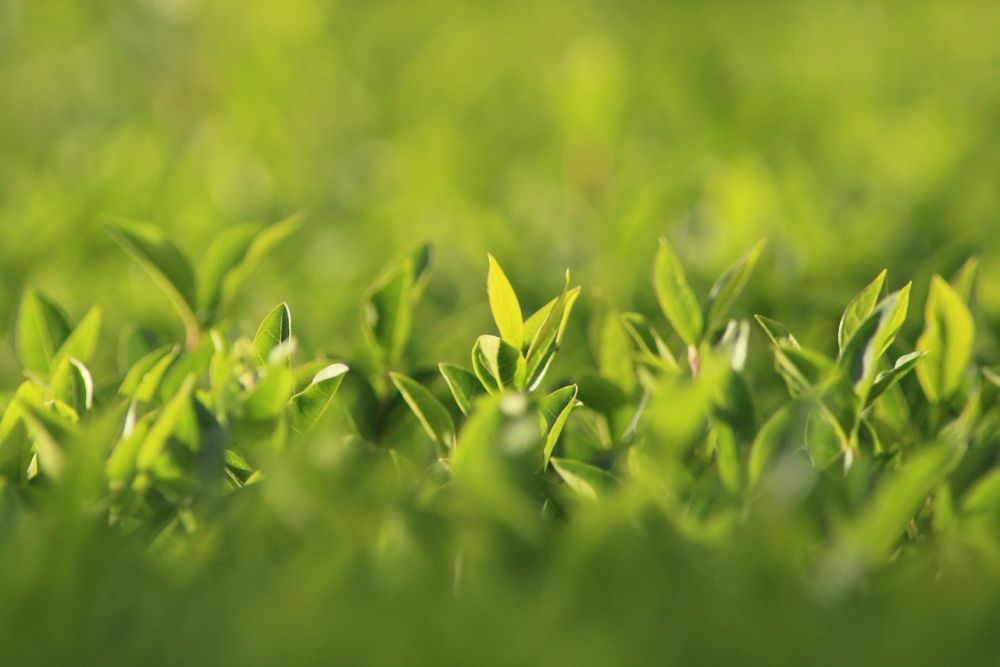 Færdighæk er smuk hæk fra start