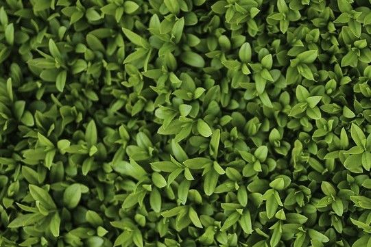 Liguster Færdighæk