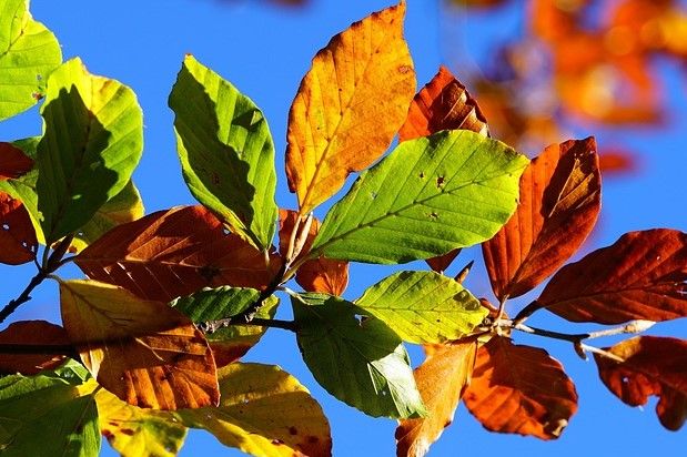 Rødbøg Færdighæk