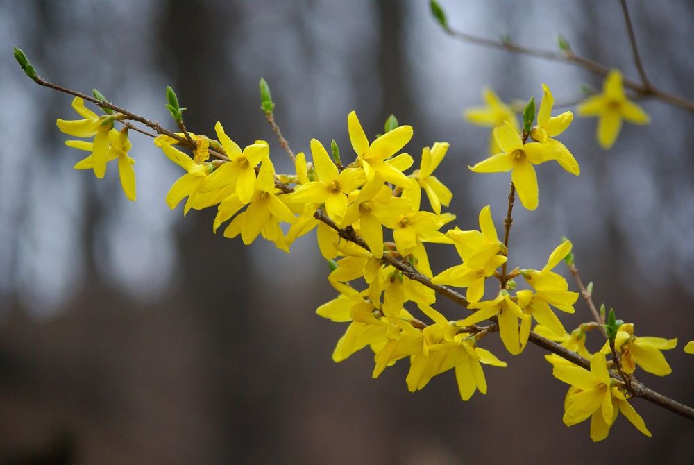 ForsythiaFærdighæk