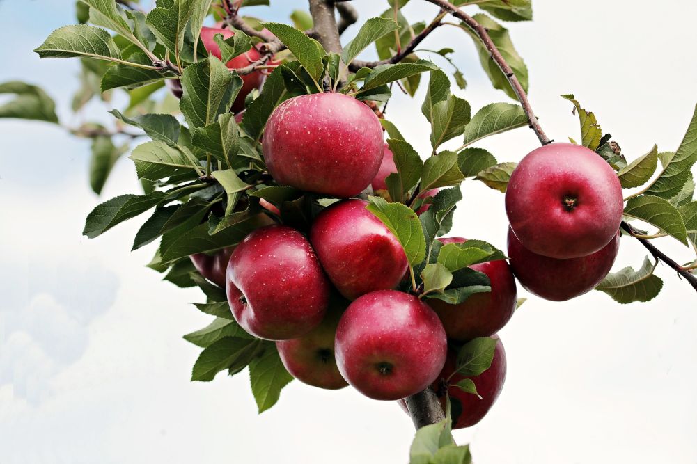 Alice Inspektør Fare Læs mere om æbletræer og hvordan du planter og passer dem