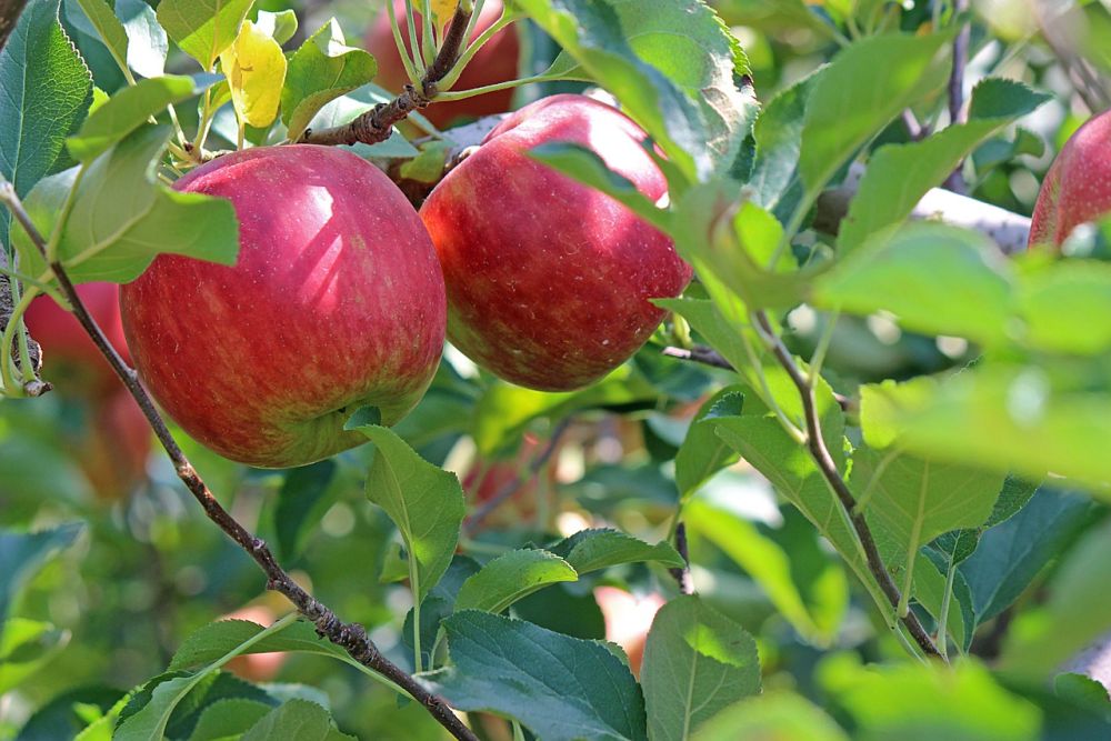 Modene æbler på træ