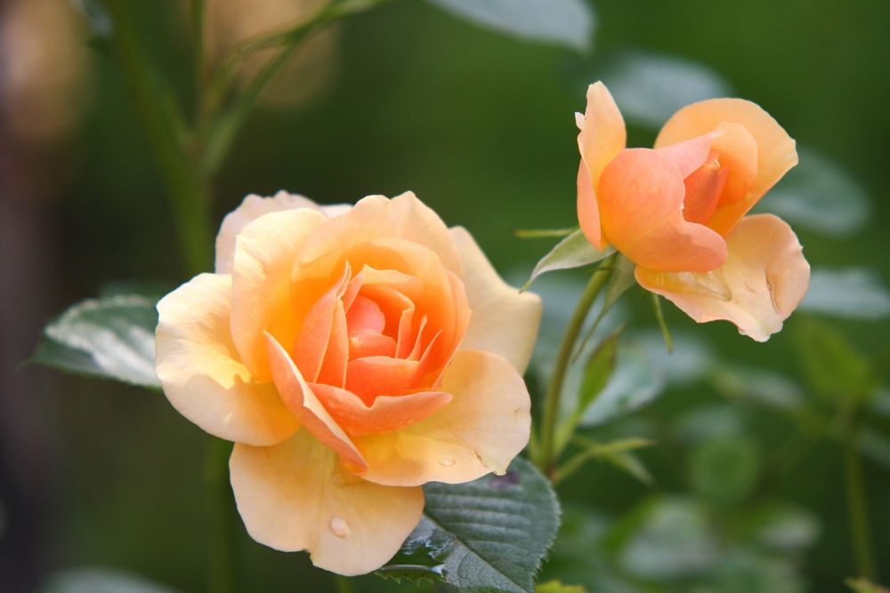Smuk Rose