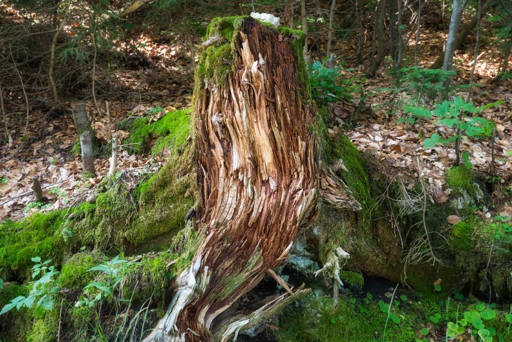 Træstub i skovbunden