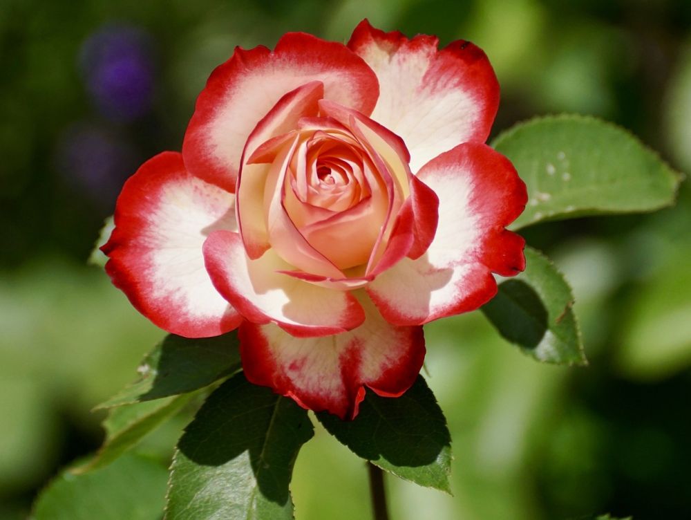 Rød og hvid rose