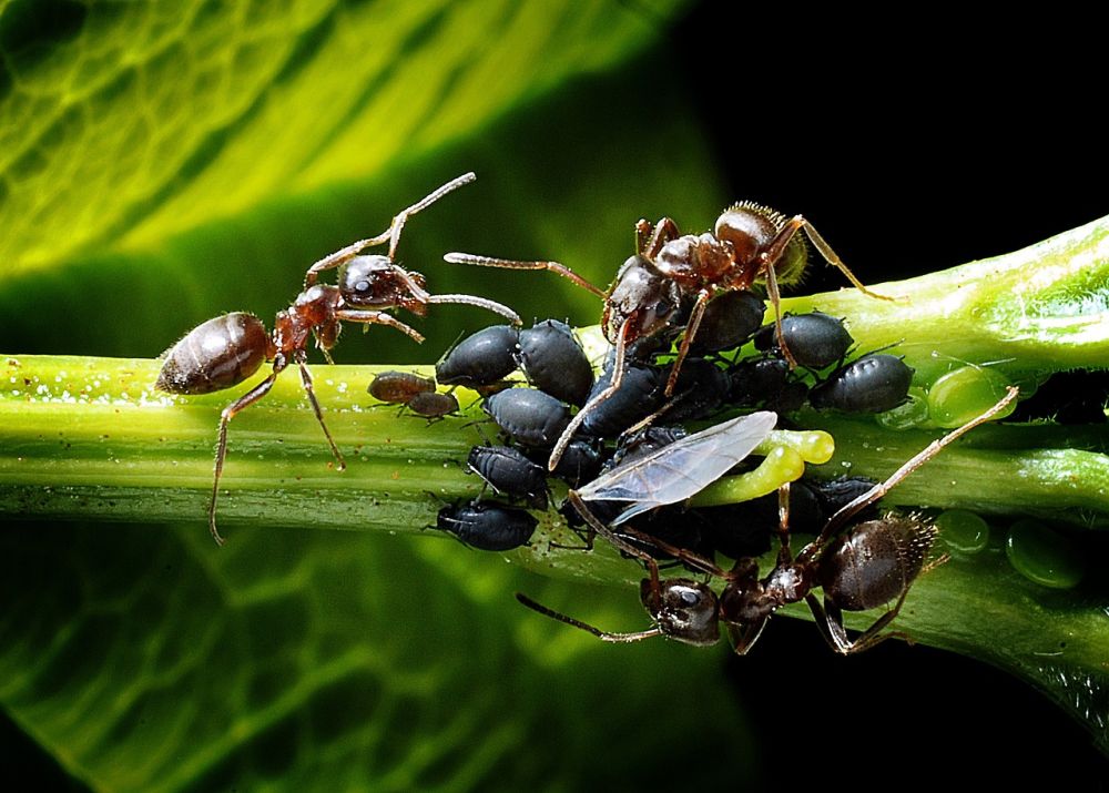 Bladlus og myrer på et blad