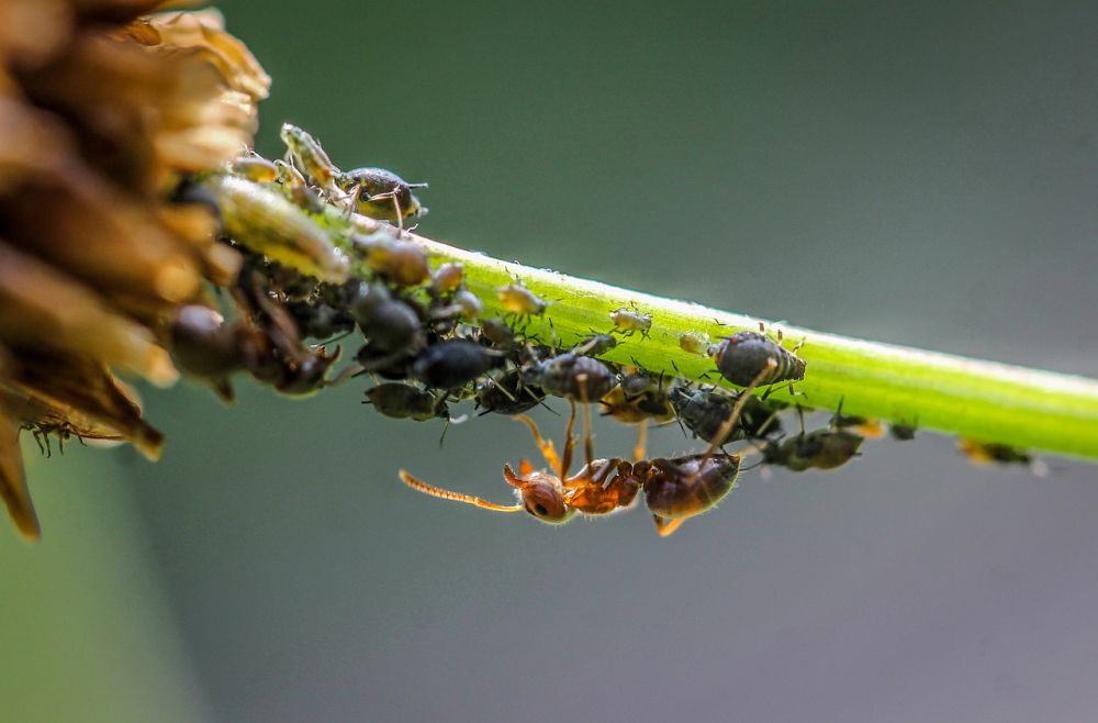 En gren fuld af blad og en myre