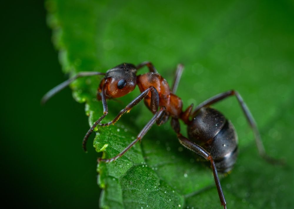 Stor myrer på et grønt blad