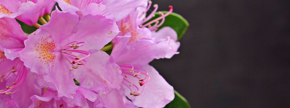 Rhododendron blomster