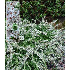 Calluna vulgaris Low White