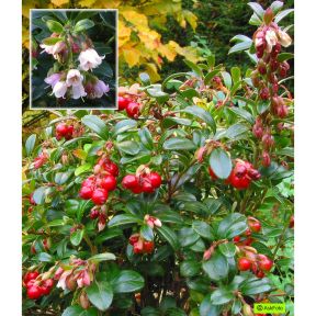 Vaccinium vitis-idaea Red Pearl - Tyttebær