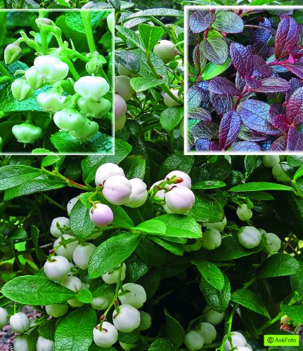 Gaultheria miqueliana Miqueliana - Bjergte
Blomst, bær og høstfarve
