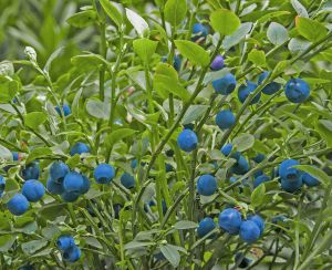 Vild blåbær - Vaccinium myrtillus Myrtillus